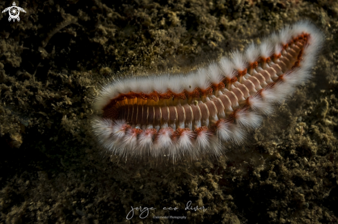 A Hermodice carunculata | Fireworm