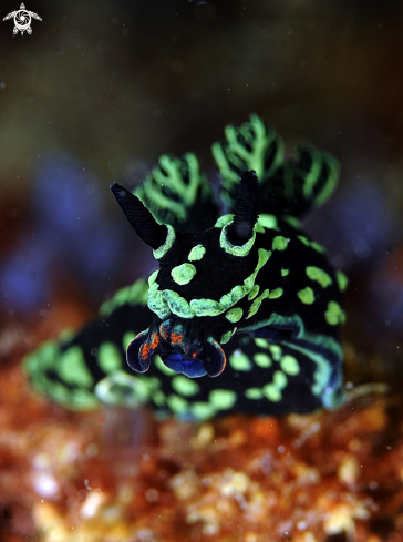 A Nembrotha Cristata | Nudibranch