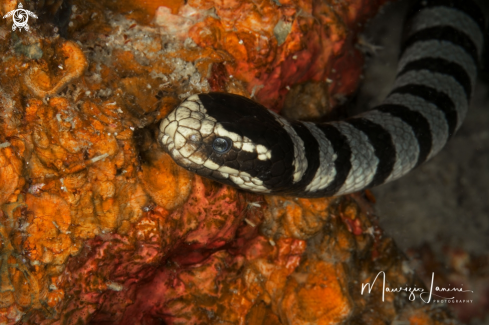 A  Yellow-lipped sea krait 