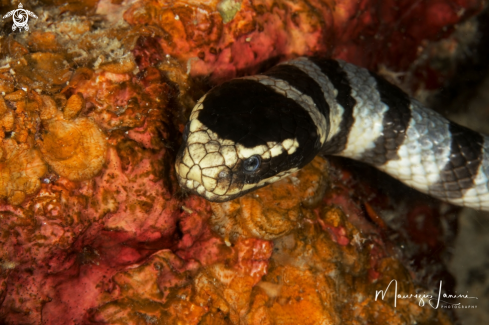 A  Yellow-lipped sea krait 