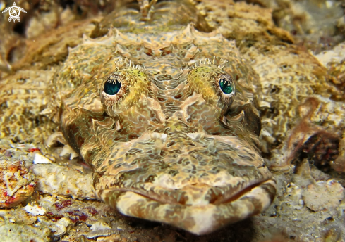 A underwater creature