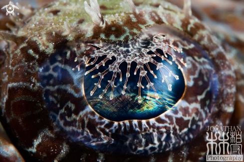 A Crocodile fish