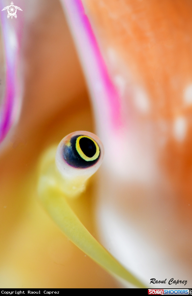 A Eye of a Conch Shell