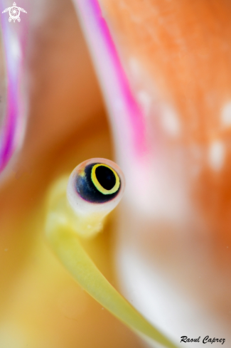 A Eye of a Conch Shell