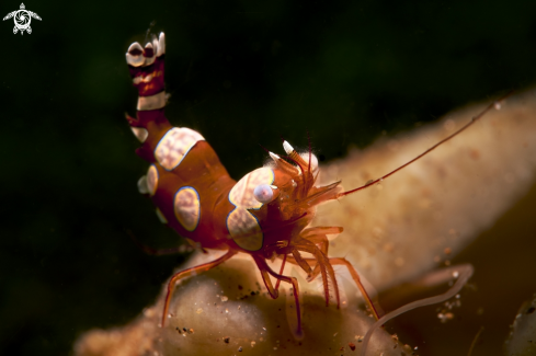 A Squat shrimp