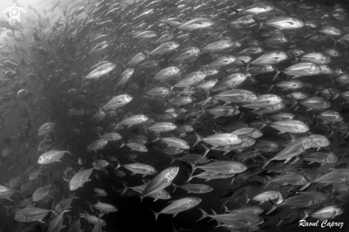 A School of Jackfish