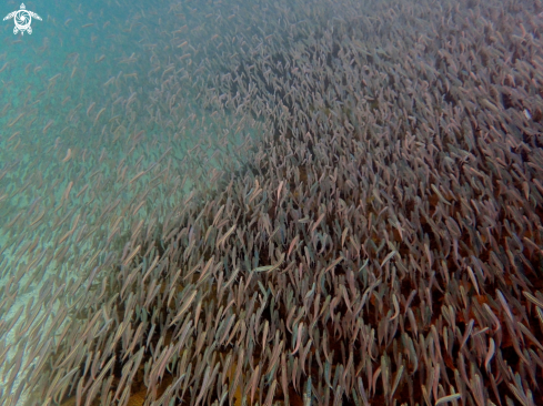 A Smallmouth hardyheads