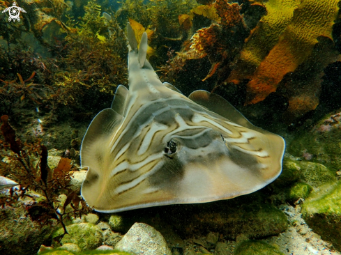 A Banjo ray