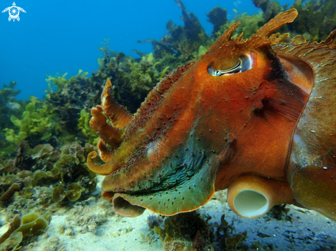 A Australian giant cuttlefish