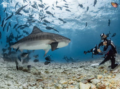 A Tiger Shark