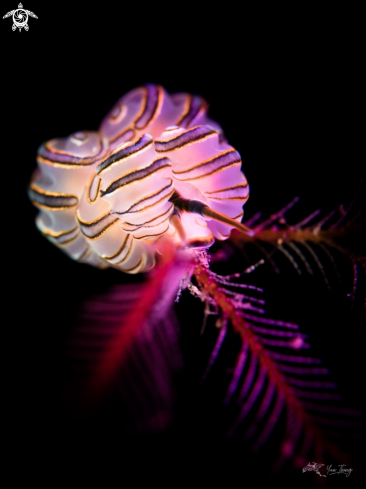 A Nudibranch