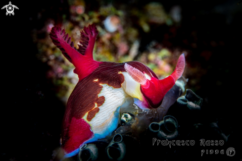 A Nembrotha chamberlaini | Nudibranch