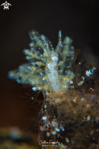 A Hermaea sp. | Nudibranch
