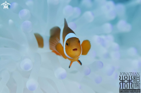 A Clown Fish