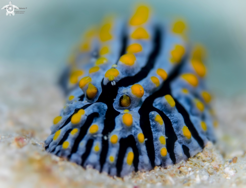 A Nudibranch