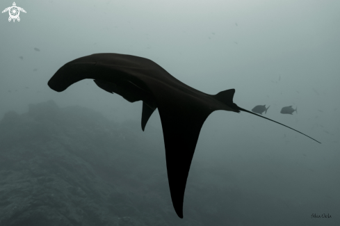 A Mobula Birostris | Giant Oceanic black-morph Manta