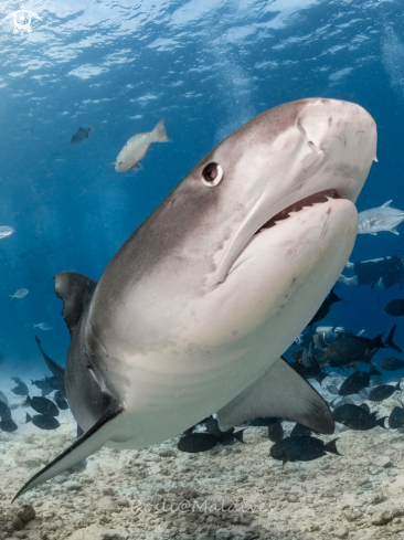 A Tiger Shark