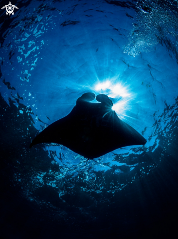 A Manta Ray