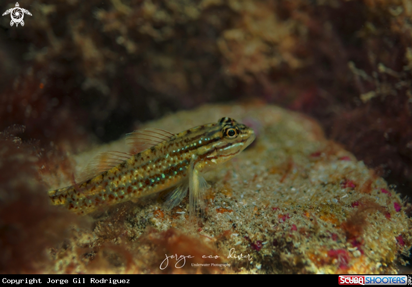 A Bridley Goby