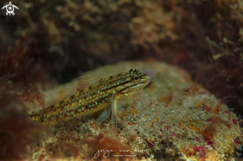 A Bridley Goby