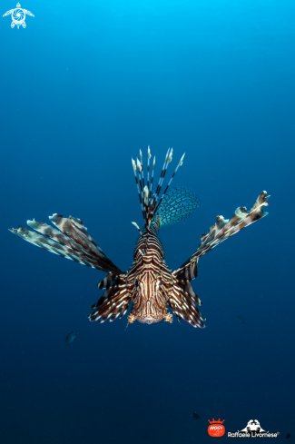 A Lion fish