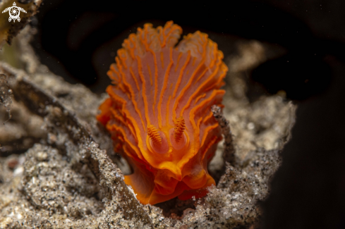 A Gymnodoris sp. | Gymnodoris sp.