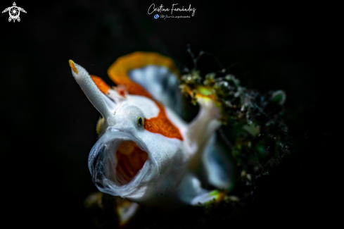 A Anntenarius pictus  | Frogfish