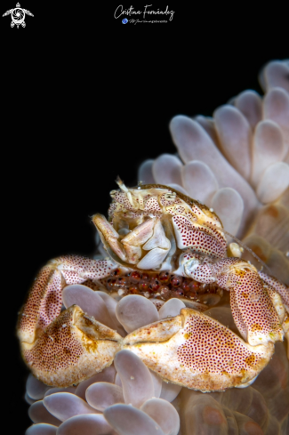 A Neopetrolisthes maculatus | Porcelain crab