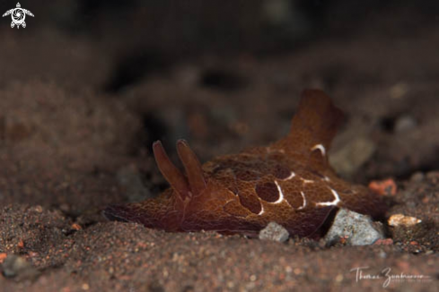 A Nudibranch 