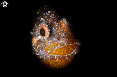 A Cardinal Fish