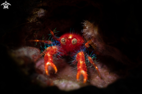 A Munida quadrispina | Oliver's Squat Lobster 