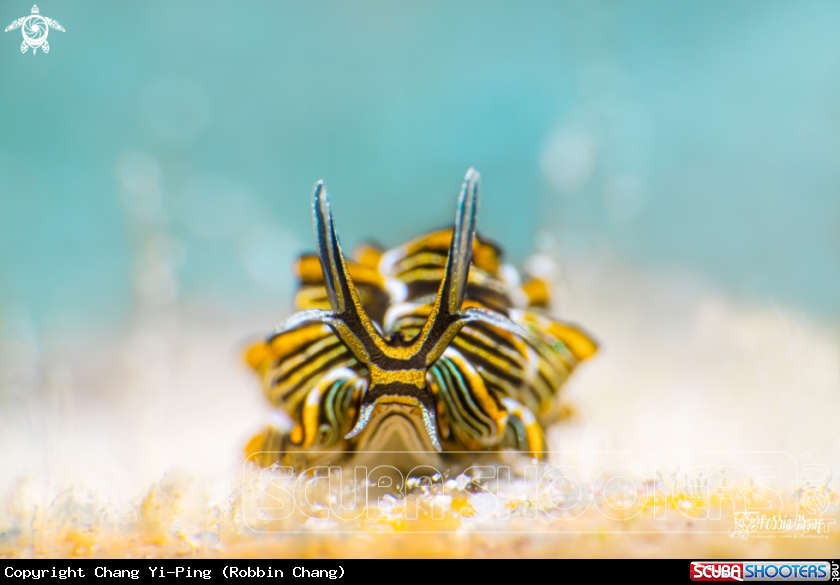 A Tiger butterfly