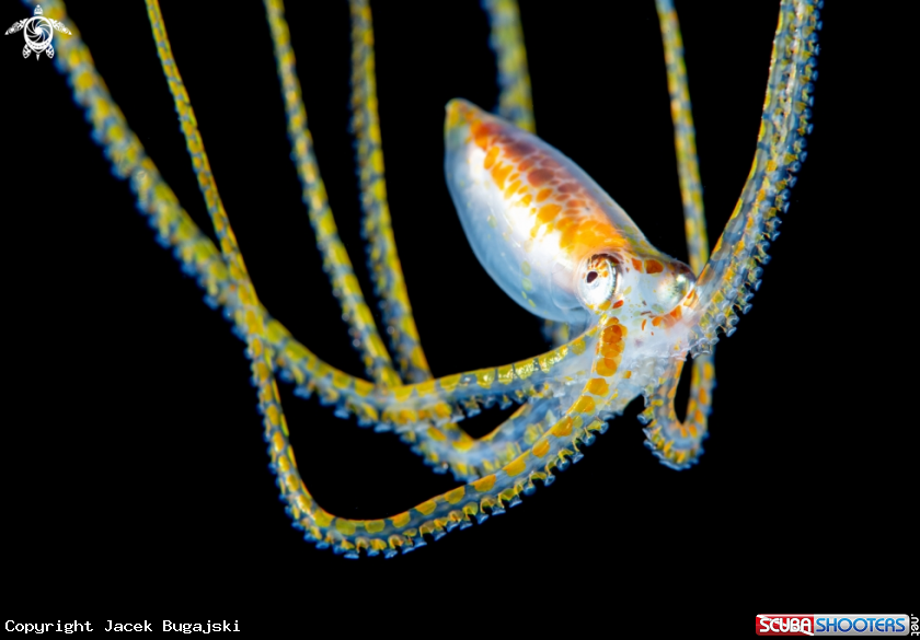 A Long Arm Octopus