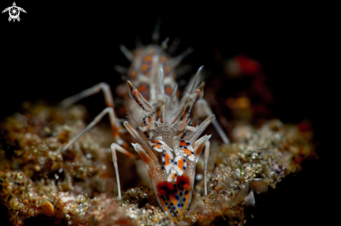 A Spiny Tiger Shrimp