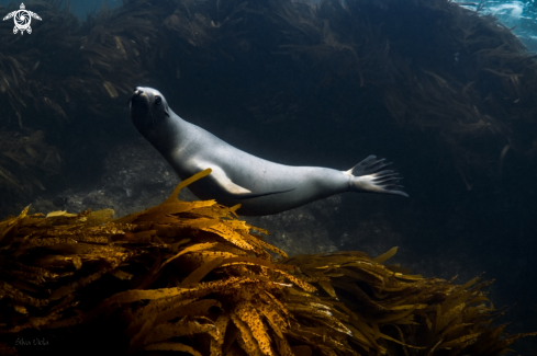 A California Sea Lion