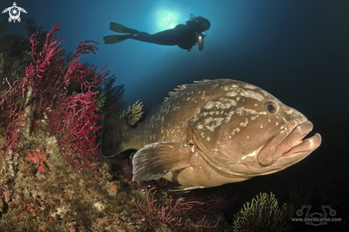 A Epinephelus Marginatus