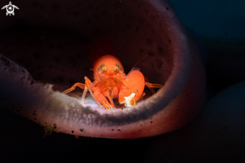 A Snapping shrimp