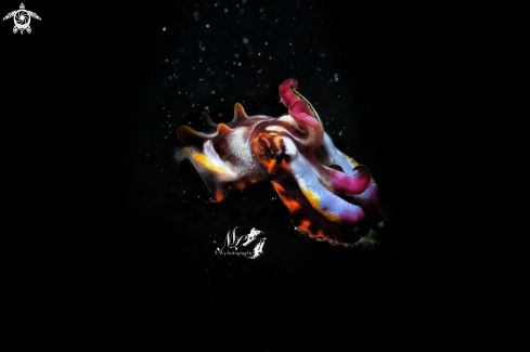 A Flamboyant cuttlefish 