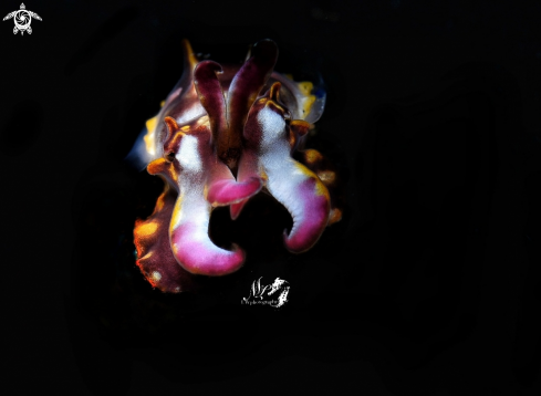 A Metasepia pfefferi | Flamboyant cuttlefish 