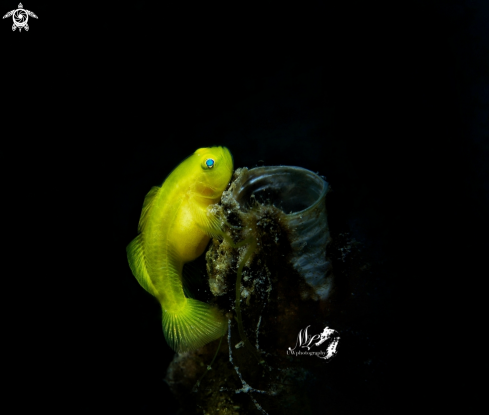 A Yellow Goby 