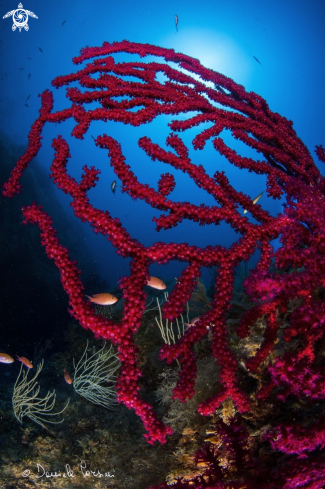 A Paramuricea clavata | Gorgonia rossa