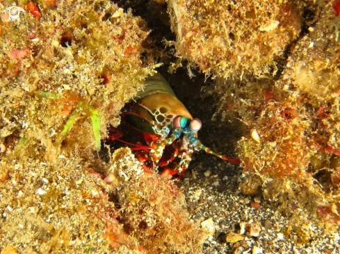 A underwater creature