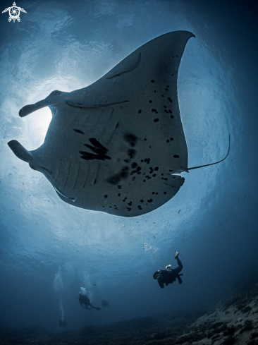 A Mobula alfredi | Manta Ray