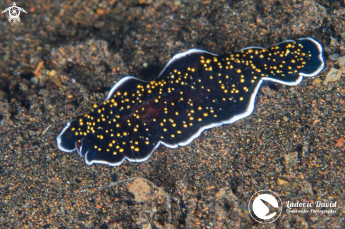 A Thysanozoon Flatworm