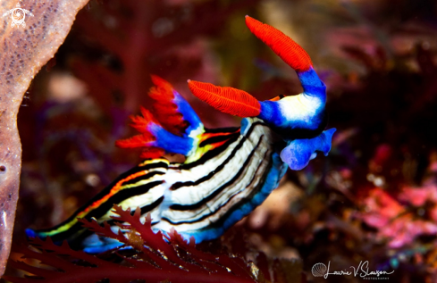 A Nembrotha sp. Undescribed