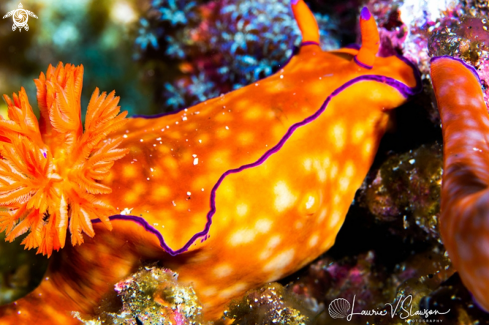 A Ceratosoma trilobatum | Ceratosoma trilobatum