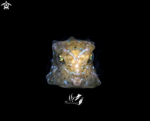 A Cubicus Boxfish
