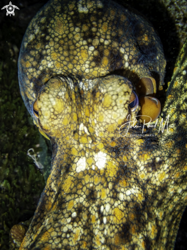 A Octopus vulgaris | Poulpe