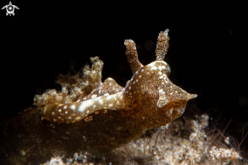 A Goniodoris joubini | Goniodoris joubini