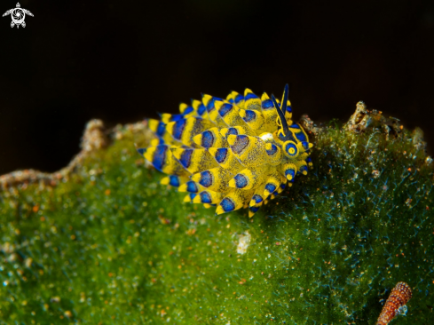 A Costasiella sp.   | Nudibranch